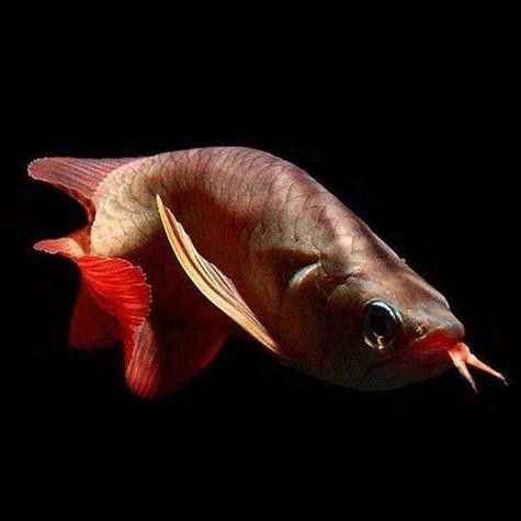 紅福龍魚高清壁紙有哪些風格：紅福龍魚高清壁紙