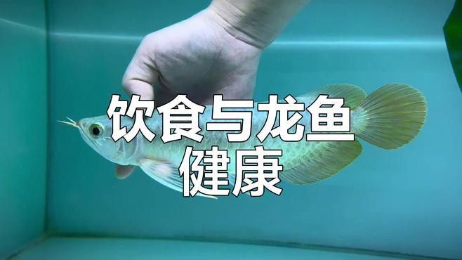 龍魚脫肛手術(shù)后多久恢復(fù)？：龍魚脫肛手術(shù)后的恢復(fù)時間