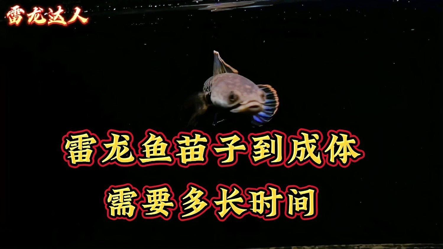 紅帝王雷龍魚多久才能長大？：紅帝王雷龍魚生長周期因品種、飼養(yǎng)條件和環(huán)境差異不同