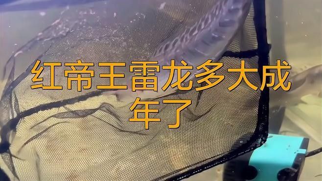 紅帝王雷龍魚多久才能長大？：紅帝王雷龍魚生長周期因品種、飼養(yǎng)條件和環(huán)境差異不同