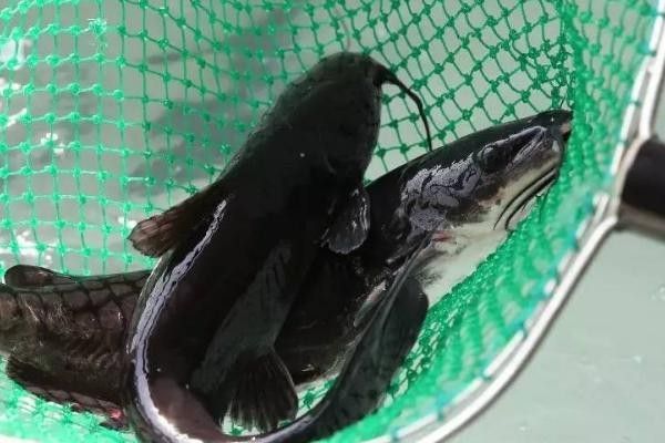 如何區(qū)分黔魚和鯰魚？：黔魚和鯰魚有什么區(qū)別