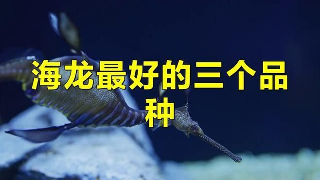 如何飼養(yǎng)不同品種的海龍：淡水海龍的飼養(yǎng)與飼養(yǎng)什么值得買(mǎi)淡水海龍和淡水海龍的飼養(yǎng)方法