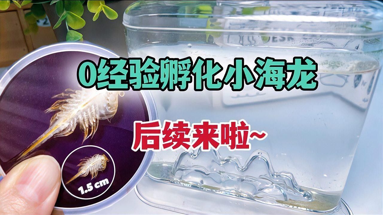 如何飼養(yǎng)不同品種的海龍：淡水海龍的飼養(yǎng)與飼養(yǎng)什么值得買(mǎi)淡水海龍和淡水海龍的飼養(yǎng)方法