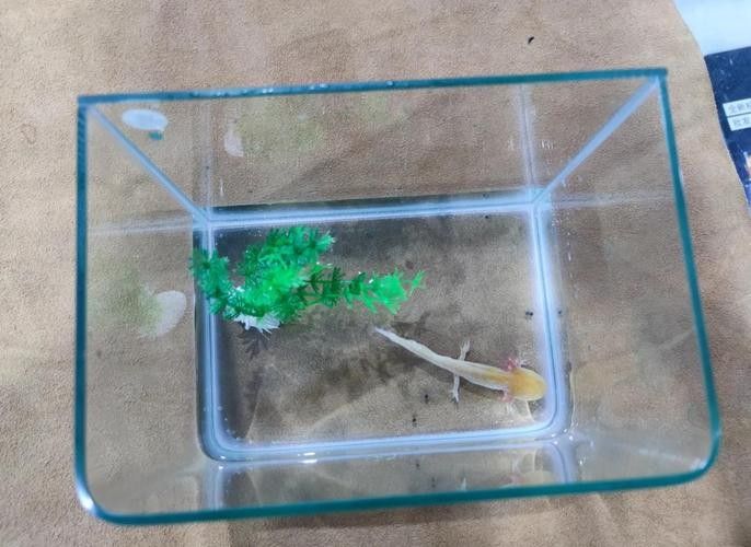 給我推薦一些適合恐龍魚的自動投喂器：恐龍魚（六角恐龍魚）的自動投喂器推薦及相關信息