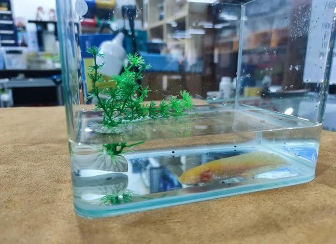給我推薦一些適合恐龍魚的自動投喂器：恐龍魚（六角恐龍魚）的自動投喂器推薦及相關信息