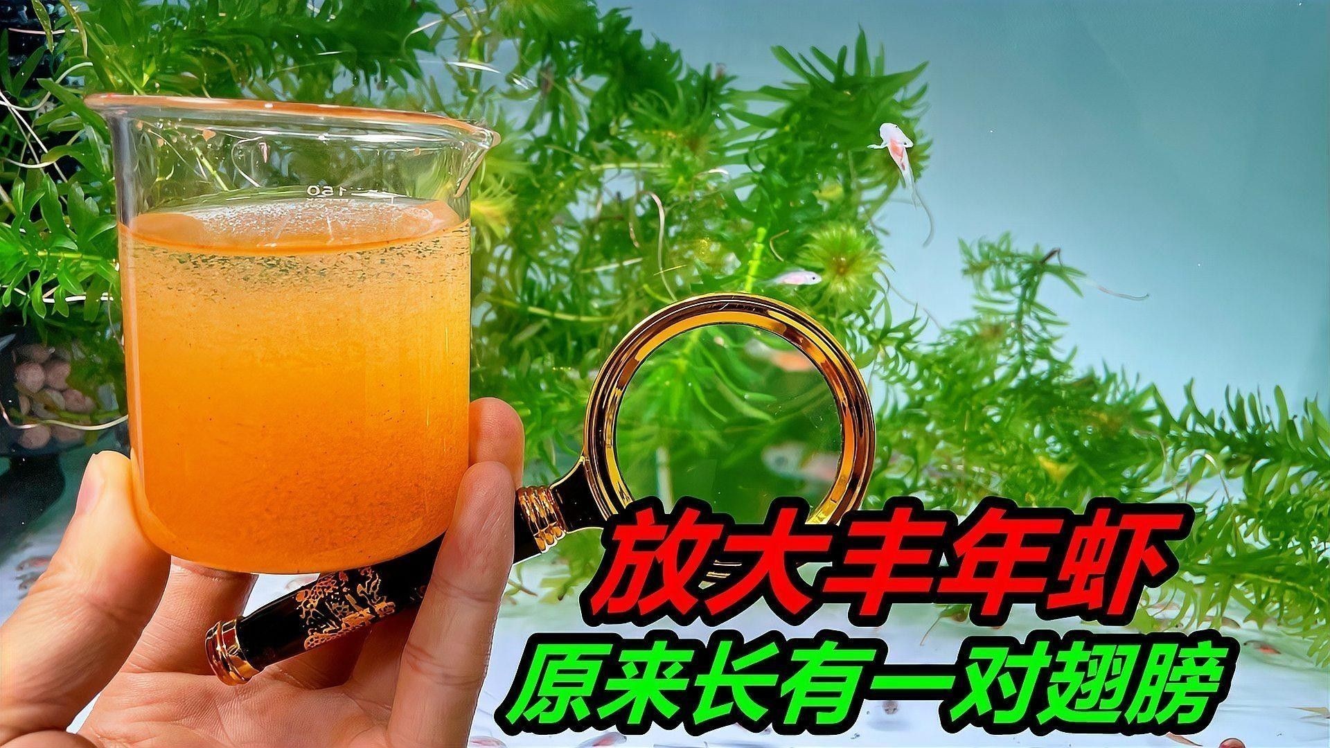 巨骨舌魚如何人工繁殖？，巨骨舌魚人工繁殖全流程操作清單
