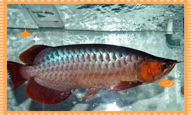 如何區(qū)分紅龍魚的翹頭和翹嘴：紅龍魚的翹頭和翹嘴是兩種不同的頭型特征