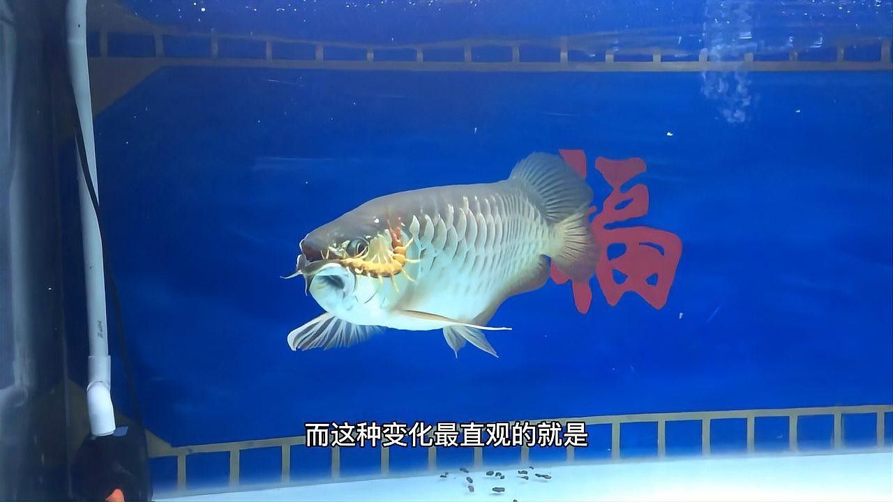 如何安全地給小龍魚喂食蜈蚣：小龍魚吃蜈蚣的好處