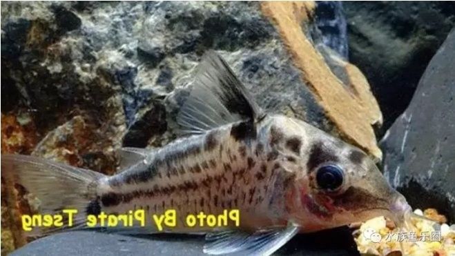 鼠魚有哪些品種推薦？：初次飼養鼠魚的新手