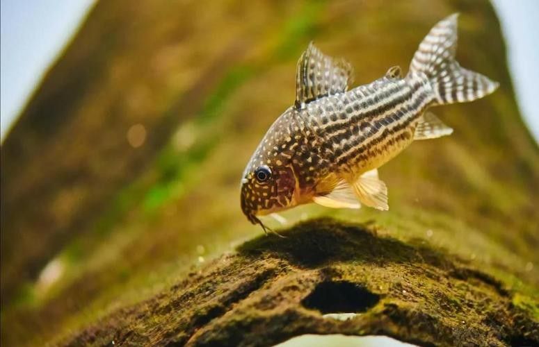 鼠魚有哪些品種推薦？：初次飼養鼠魚的新手
