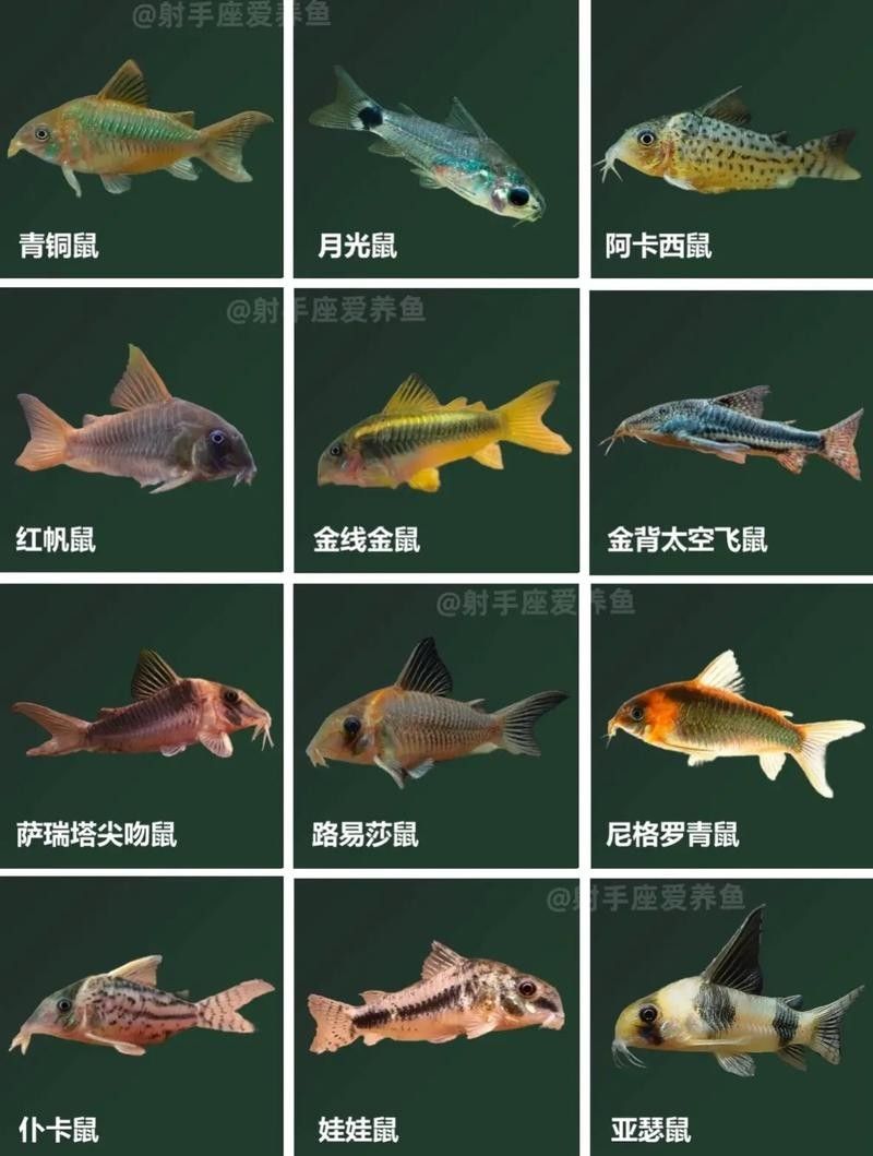 鼠魚有哪些品種推薦？：初次飼養鼠魚的新手
