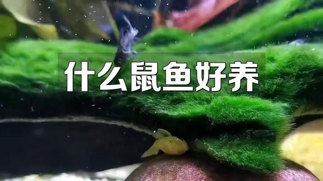 鼠魚有哪些品種推薦？：初次飼養鼠魚的新手