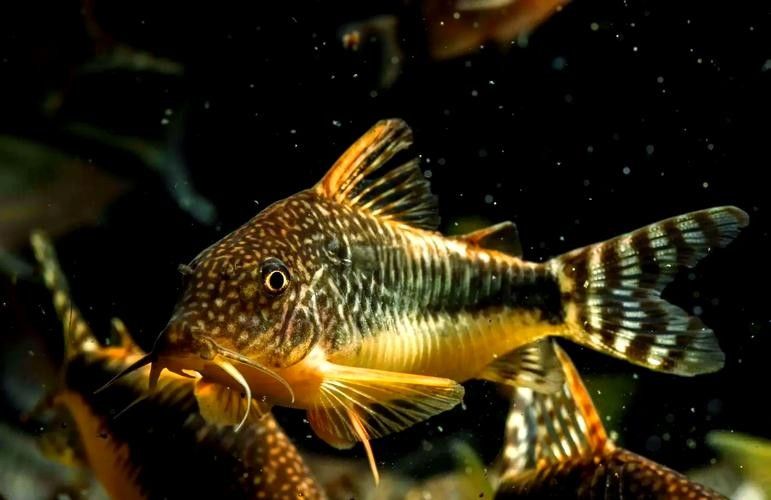鼠魚有哪些品種推薦？：初次飼養鼠魚的新手