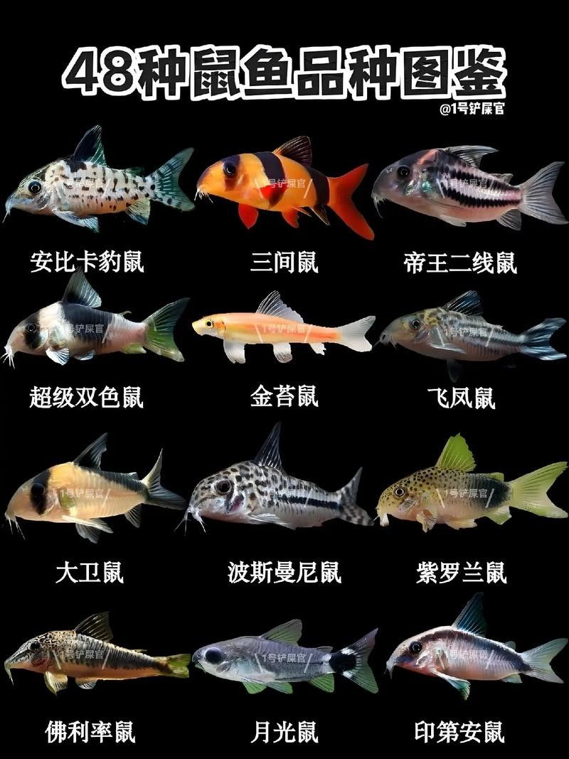 鼠魚有哪些品種推薦？：初次飼養鼠魚的新手