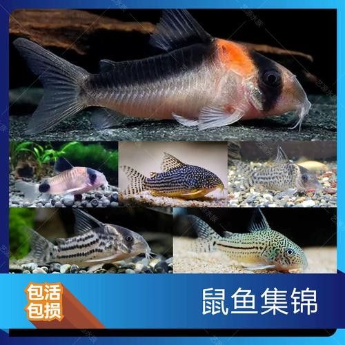 鼠魚有哪些品種推薦？：初次飼養鼠魚的新手