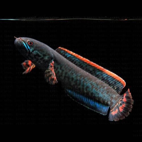 哪里可以購買到進口龍魚？：如何挑選進口龍魚
