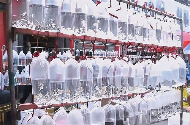 哪里可以購買到進口龍魚？：如何挑選進口龍魚