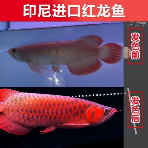 哪里可以購買到進口龍魚？：如何挑選進口龍魚