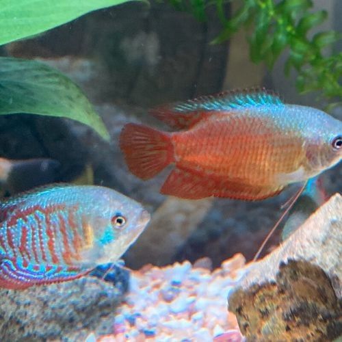 給我一張藍曼龍魚的照片：藍曼龍魚養(yǎng)護全攻略
