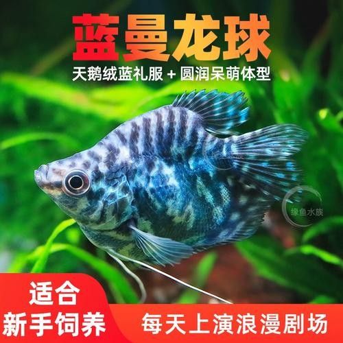 給我一張藍曼龍魚的照片：藍曼龍魚養(yǎng)護全攻略