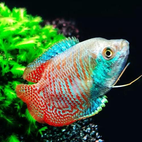 給我一張藍曼龍魚的照片：藍曼龍魚養(yǎng)護全攻略