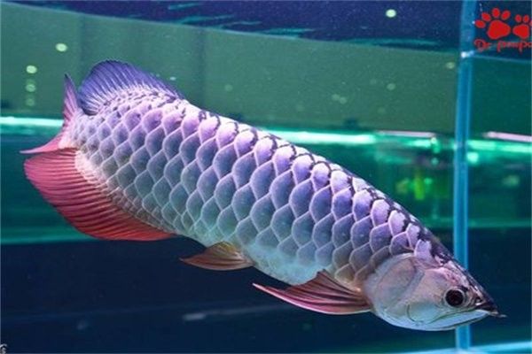 龍魚對自然光的適應性如何？：——龍魚燈光使用方法