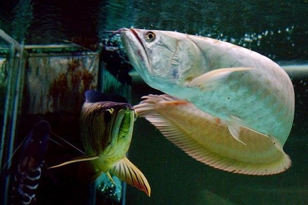 龍魚對自然光的適應性如何？：——龍魚燈光使用方法