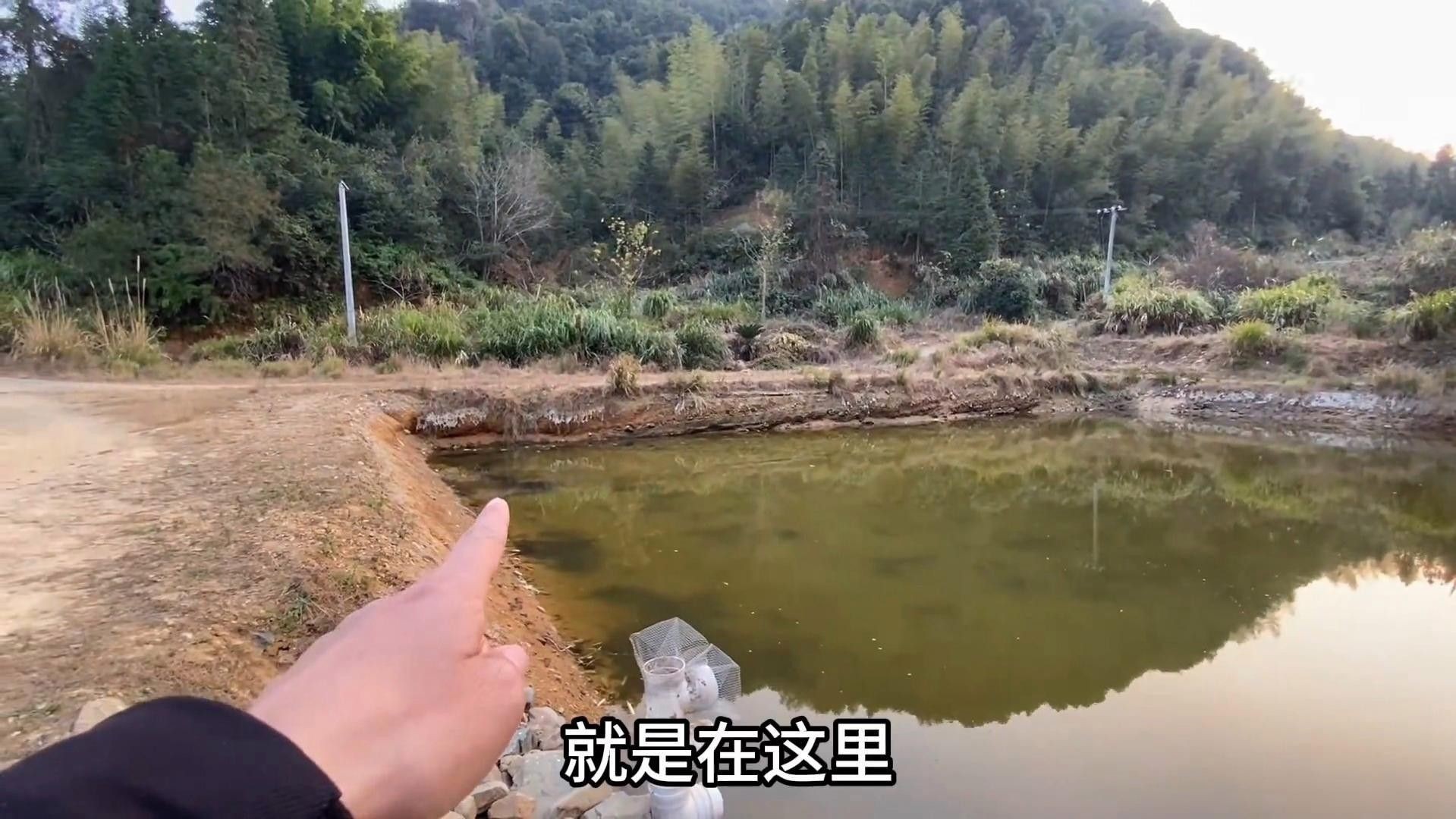 黃嘴幻藍雷龍魚苗的飼養(yǎng)難度如何？：雷龍魚飼養(yǎng)成本揭秘
