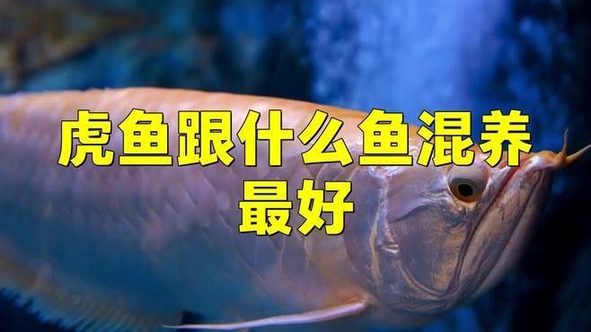 推薦幾款適合混養(yǎng)龍魚、虎魚、鳳魚的魚缸品牌：適合混養(yǎng)龍魚、虎魚、鳳魚、鳳魚的中大型魚缸品牌推薦