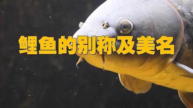 龍魚怎么喂養，需要注意什么問題