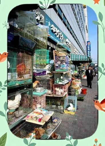 湖州寵物市場營業(yè)時間：湖州寵物市場的營業(yè)時間