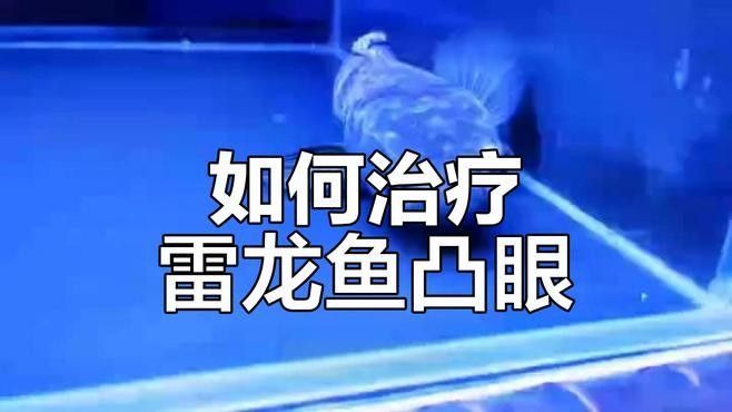 雷龍魚眼睛失明可以恢復嗎？：雷龍魚眼睛失明（如蒙眼病）的恢復可能性與治療措施密切相關