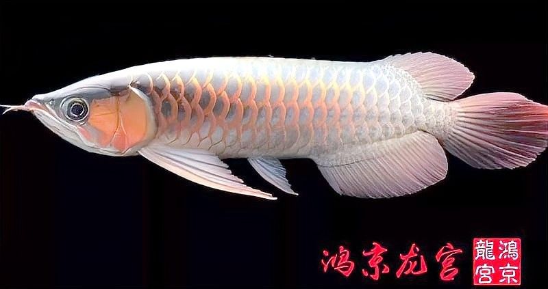 蛋白蟲對龍魚有害嗎？：蛋白蟲對龍魚的危害