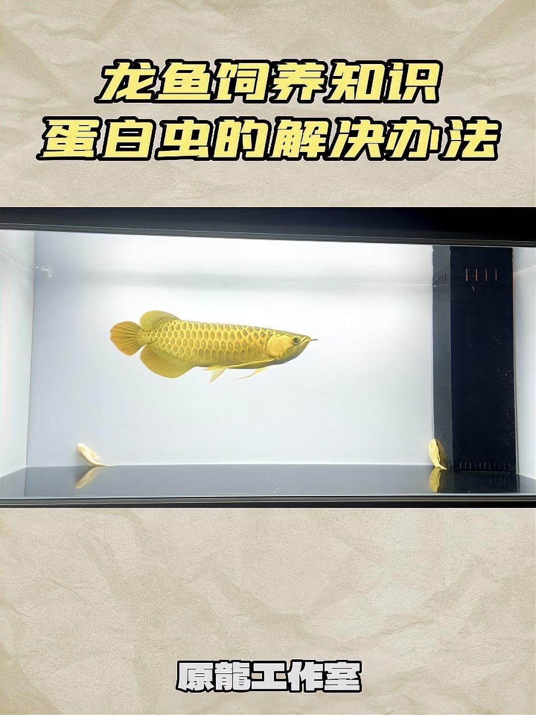 蛋白蟲對龍魚有害嗎？：蛋白蟲對龍魚的危害