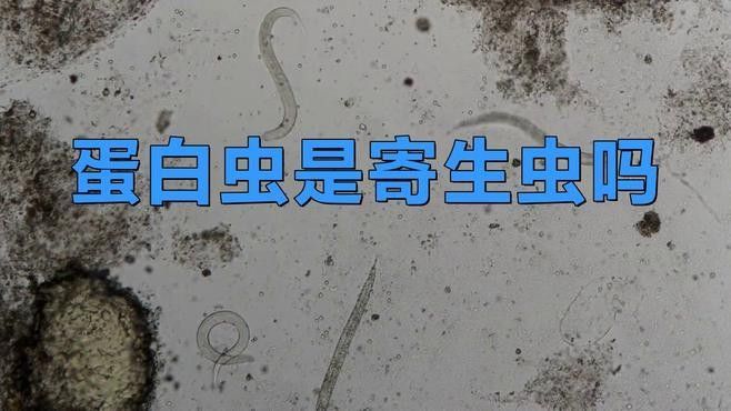 蛋白蟲對龍魚有害嗎？：蛋白蟲對龍魚的危害