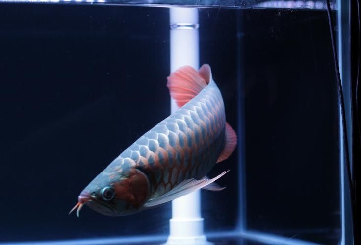 紅龍魚血統證書如何申請？：紅龍魚血統證書怎么辦理律臨龍魚證書編號查詢莉莉紙造