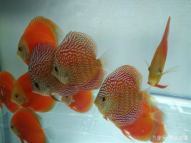龍魚和七彩神仙魚混養需要多久適應：龍魚與七彩神仙魚混養的適應時間因個體差異和管理方式不同 龍魚和七彩神仙魚混養需要多久適應：龍魚與七彩神仙魚混養的適應時間因個體差異和管理方式不同 龍魚百科 第4張