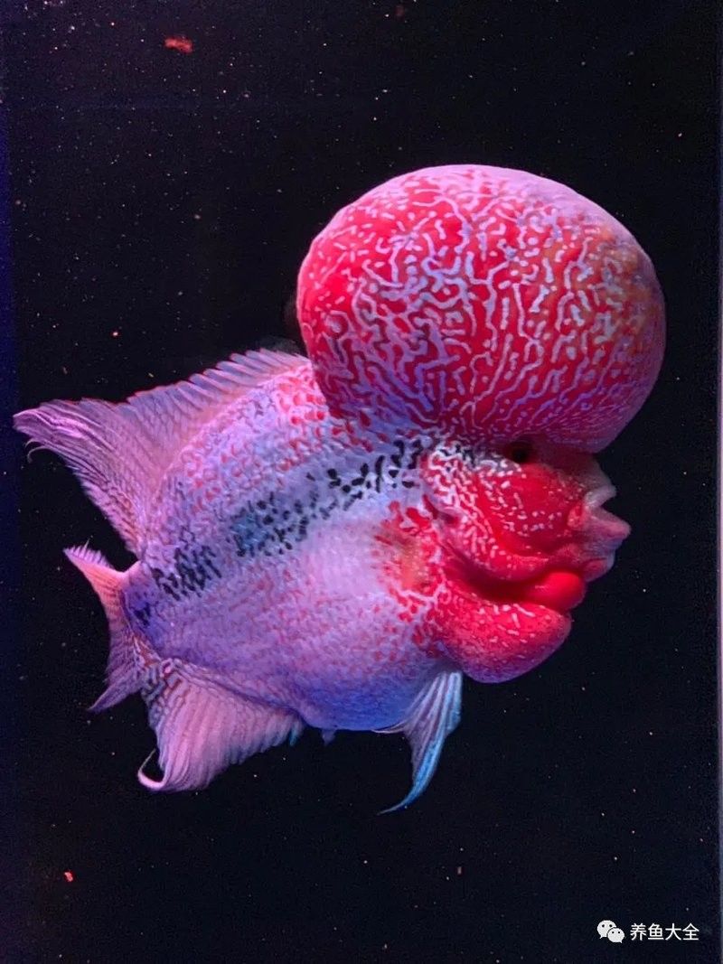 如何判斷紅龍魚飼料是否適合羅漢魚：養魚說，羅漢魚飼料怎么選