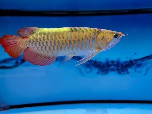哪種金龍魚品種最貴：最貴的金龍魚多少錢一條