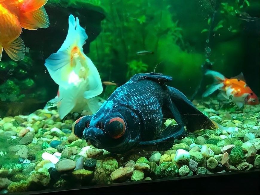 紅龍魚暴斃后需要換水嗎：紅龍魚暴斃后是否需要換水