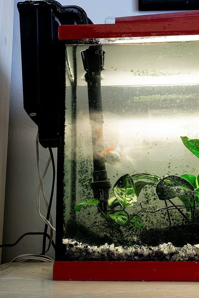 推薦一些與虎皮恐龍魚混養的魚類：虎皮恐龍魚適合與哪些魚混養