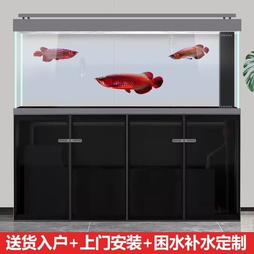 藍色龍魚需要多大的魚缸？：藍色龍魚（如鸚鵡龍魚）作為大型觀賞魚成年體長可達50-70厘米
