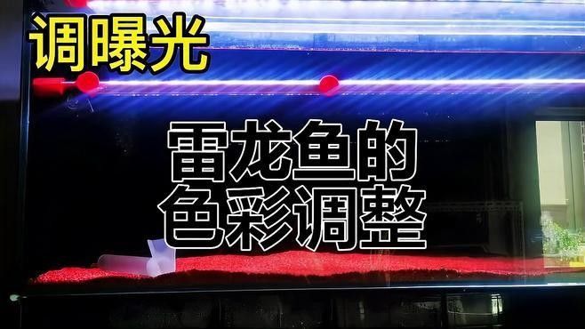 如何增強彩虹雷龍魚發色效果：如何增強彩虹雷龍魚的發色效果