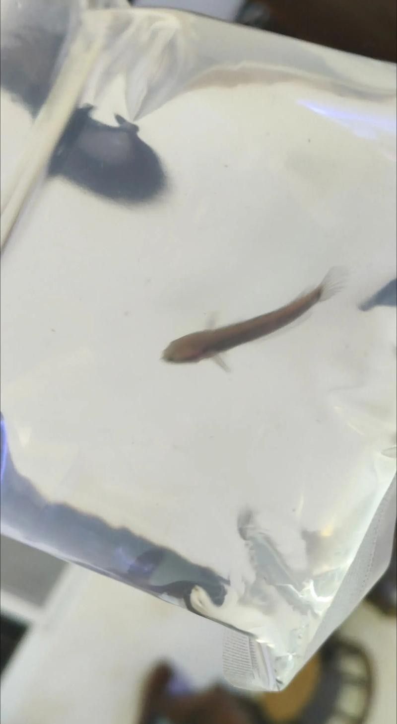 幻彩藍(lán)寶石雷龍魚(yú)苗趴缸怎么辦？：幻彩藍(lán)寶石雷龍魚(yú)苗趴缸怎么養(yǎng)超全攻略來(lái)啦