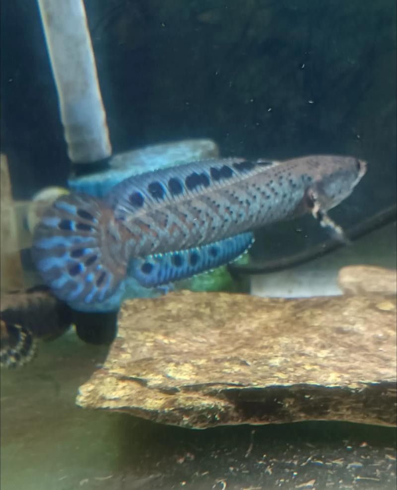 幻彩藍(lán)寶石雷龍魚(yú)苗趴缸怎么辦？：幻彩藍(lán)寶石雷龍魚(yú)苗趴缸怎么養(yǎng)超全攻略來(lái)啦