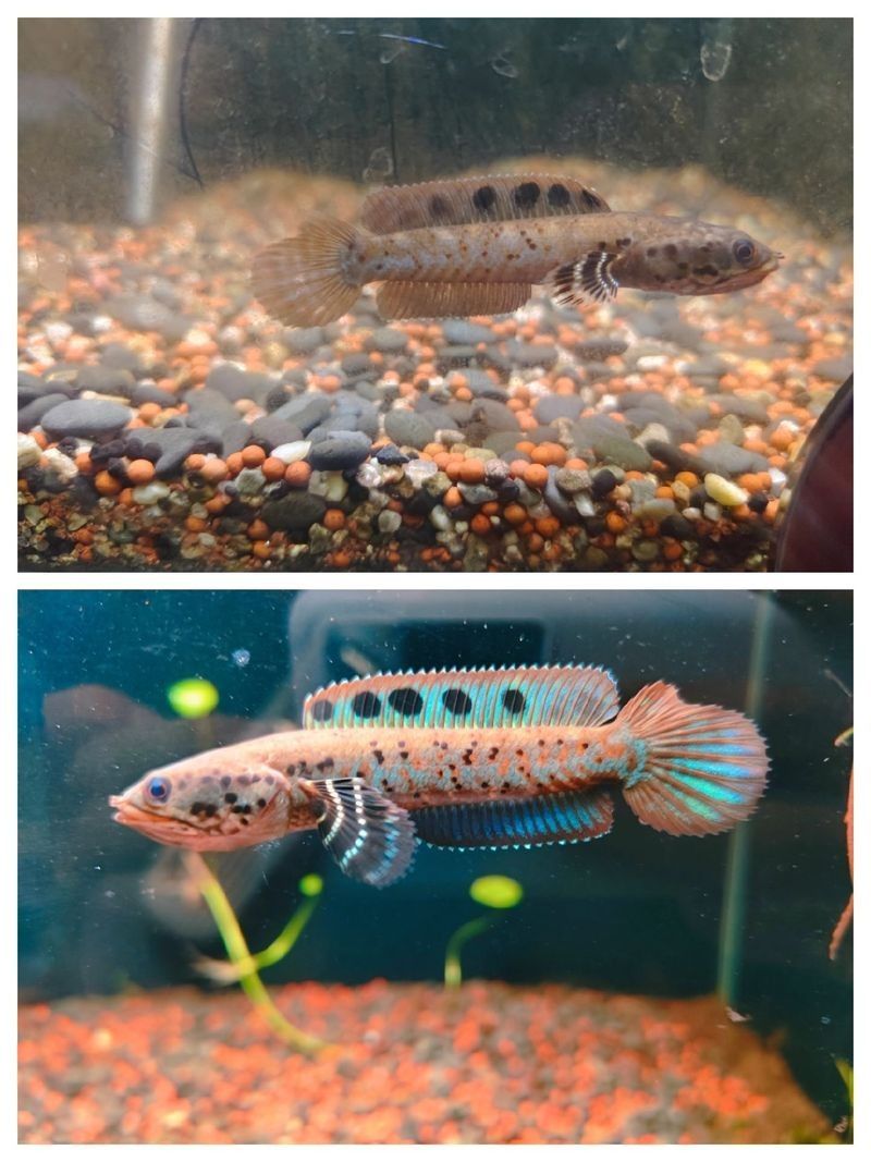 幻彩藍(lán)寶石雷龍魚(yú)苗趴缸怎么辦？：幻彩藍(lán)寶石雷龍魚(yú)苗趴缸怎么養(yǎng)超全攻略來(lái)啦