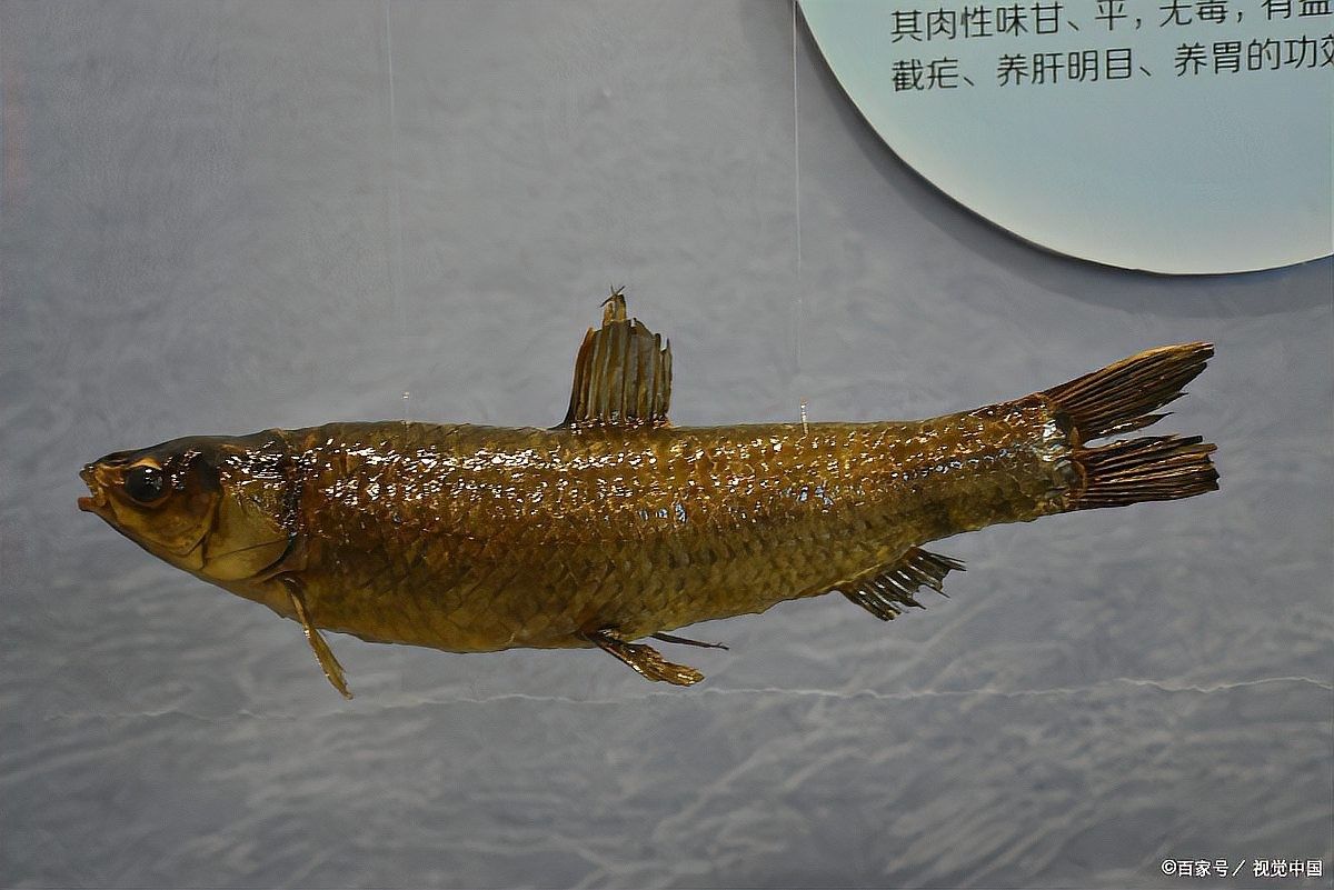 深圳龍魚市場有哪些知名的商家：深圳龍威水族旗艦店_定制魚缸造景_魚缸造景