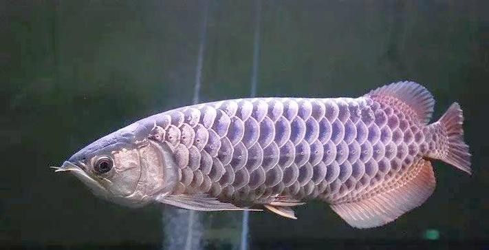 如何區分金龍魚的藍底和紫底：金龍魚的藍底與紫底