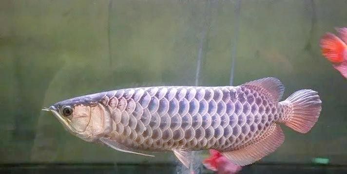 如何區分金龍魚的藍底和紫底：金龍魚的藍底與紫底
