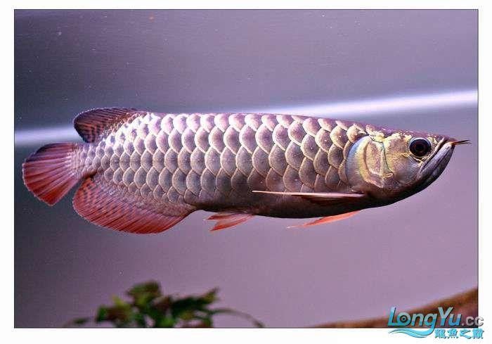 如何區分金龍魚的藍底和紫底：金龍魚的藍底與紫底
